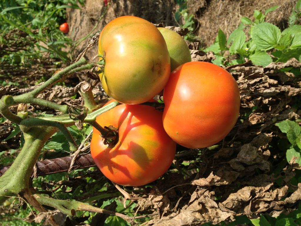 Hawley Lukans Farm Resort מראה חיצוני תמונה